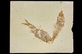 Pair of Fossil Fish (Knightia) - Green River Formation - Wyoming #136814-1